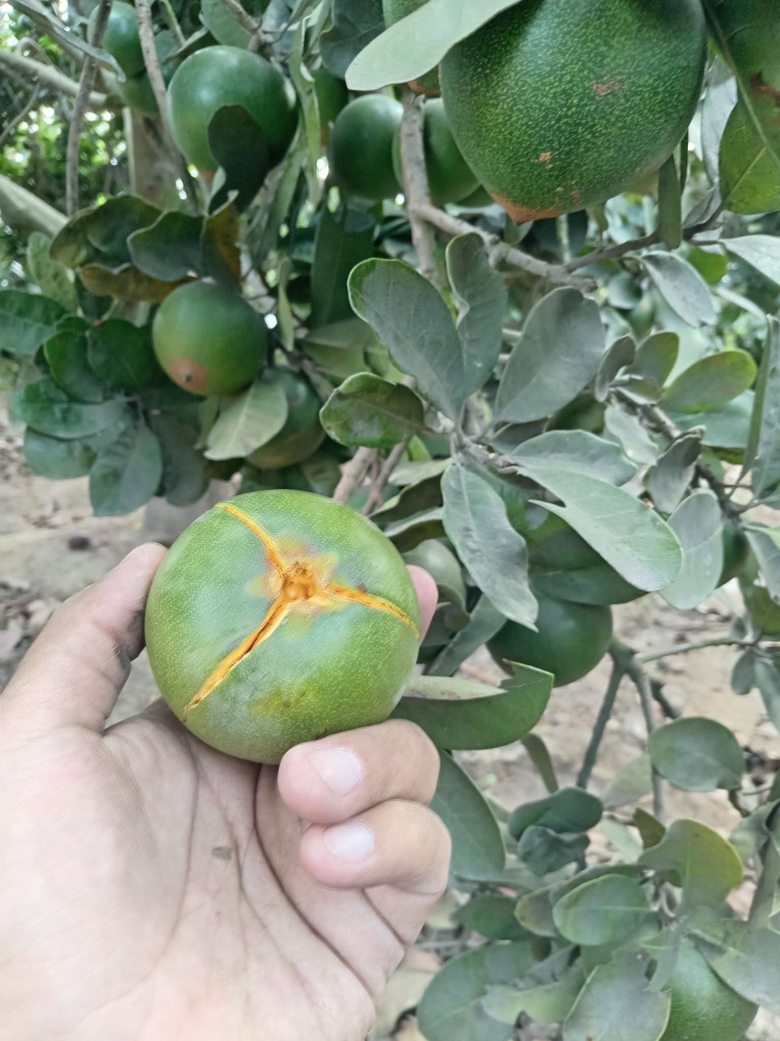 Beltrán